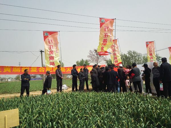 培肥养地夺高产 不妨试试黄腐酸 ——好色先生TV免费下载新肥科技有限公司河南睢县大蒜观摩会